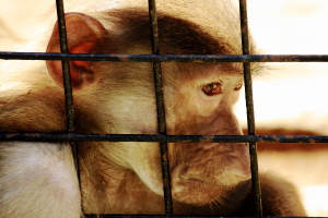 Monkey in a Cage